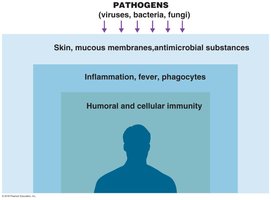 Diagram of layers of immune defense