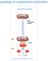 Alternative pathway of complement activation