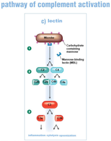 Lectin pathway of complement activation