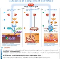 Outcomes of complement activation