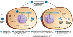 Antiviral action of interferons