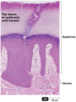 Histology of skin showing epidermis and dermis