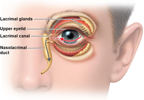 Diagram of lacrimal apparatus