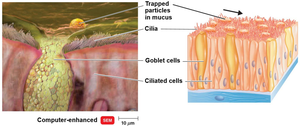 Ciliated cells and mucus trapping particles