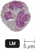 Neutrophil under microscope