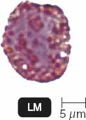 Basophil under microscope