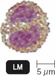 Eosinophil under microscope
