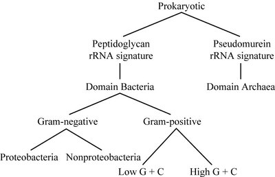 Phylogenetic tree of prokaryotes showing Bacteria and Archaea