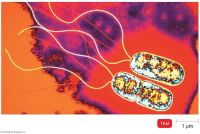 Pseudomonas with polar flagella