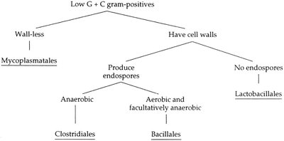 Classification of low G+C gram-positives