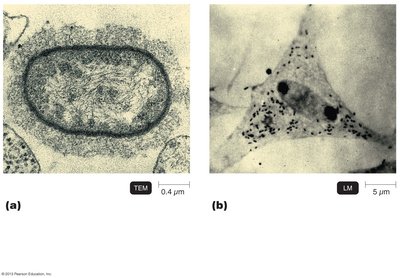 Rickettsias in host cells