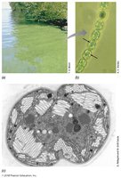 Chloroplast structure and phototrophic eukaryotes