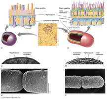 Comparison of Gram-positive and Gram-negative cell walls