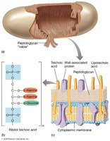 Gram-positive cell wall with teichoic acids