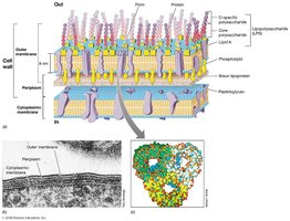 Gram-negative cell wall with LPS and outer membrane