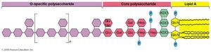 Structure of LPS: O-specific polysaccharide, core, and Lipid A