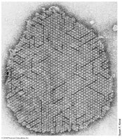 S-layer structure in archaeal cell wall