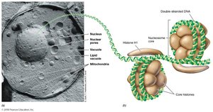 Eukaryotic cell structure and nucleosome organization