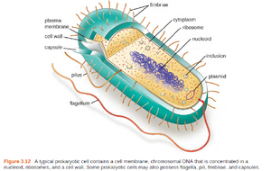 Electron micrographs of hami structures in Archaea