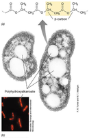 Polyhydroxyalkanoate inclusions in bacterial cells