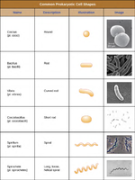 Table of common prokaryotic cell shapes