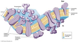 Fluid mosaic model of the cytoplasmic membrane