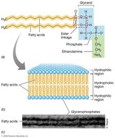 Structure of bacterial phospholipid bilayer with ester linkages