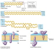 Archaeal membrane structure with ether linkages and isoprene units