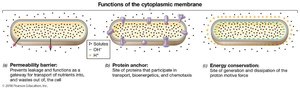 Functions of the cytoplasmic membrane: permeability, protein anchor, energy conservation