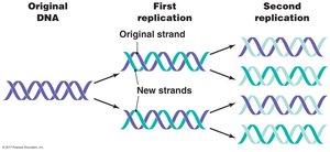 Semiconservative DNA replication diagram