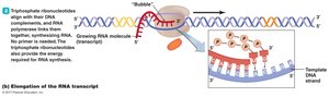 Elongation of RNA transcript