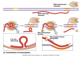 Termination of transcription