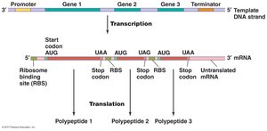Polycistronic mRNA