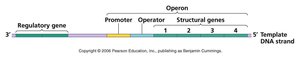 Operon structure