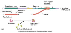 Lac operon on (inducer inactivates repressor)