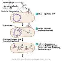 Transduction process by bacteriophage