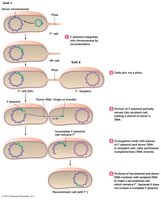 Hfr conjugation and gene transfer