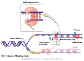 Synthesis of leading strand