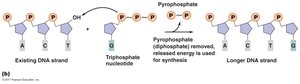 Energy for DNA synthesis from nucleotide triphosphates