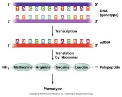 Central dogma: DNA to mRNA to protein