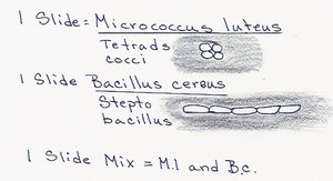 Hand-drawn diagram of slide preparations: tetrads of Micrococcus luteus, chains of Bacillus cereus, and mixed slide