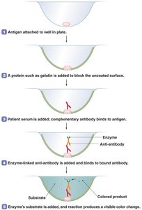 The enzyme-linked immunosorbent assay