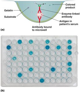 An antibody sandwich ELISA