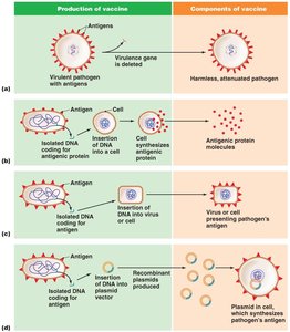 Uses of recombinant DNA technology in making vaccines