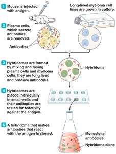 The production of hybridomas