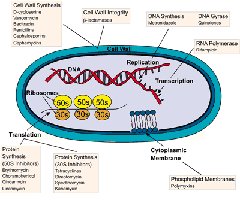 Modes of action of antibiotics in a bacterial cell