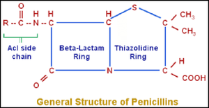 General structure of penicillins