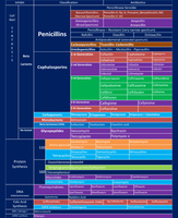 Antibiotic classes overview