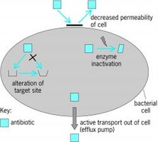 Mechanisms of antibiotic resistance in bacteria