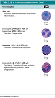 Granulocytes: mast cell, neutrophil, basophil, eosinophil